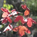 Acer monspessulanum (11)